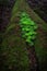 Vertical shot of clovers growing on a tree covered in moss in a forest