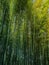 Vertical shot of a cluster of tall bamboo tree reaching towards the sky