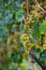 Vertical shot of clusters of green grapes growing on trees in a vineyard