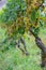 Vertical shot of clusters of green grapes growing on trees in a vineyard