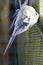 Vertical shot of a cockatiel on the branch of a tree next to the cage wall