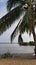 Vertical shot of a coconut tree on the seashore with flocks of birds in the sealine