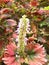 Vertical shot of coleus tilt a whirl plants growing in the garden