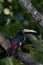 Vertical shot of a Collared aracari perched on a tree branch