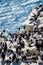Vertical shot of a colony of Guillemots gathered on a cliff overlooking a blue sea