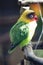 Vertical shot of a colorful budgie sitting on a piece of wood