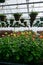 Vertical shot of colorful greenhouse flowers in a large commercial greenhouse