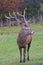 Vertical shot of a Columbian white-tailed deer in Parc Omega in Notre-Dame-de-Bonsecours in Canada