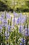 Vertical shot of common camases surrounded by greenery in a field under the sunlight