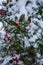 Vertical shot of a common holly bush covered in the snow at daytime in winter