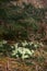 Vertical shot of common primrose flowers in woodlands in the Scottish Highlands