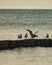 Vertical shot of common seagulls perched on a wooden bridge in a calm sea