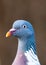 Vertical shot of a common woodpigeon in daylight on a blurred background