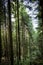 Vertical shot. Coniferous forest, long trees in the forest
