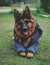 Vertical shot of a cool German shepherd dog with clothes and sunglasses