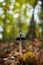 Vertical shot of a coprinopsis picacea commonly called magpie inkcap fungus