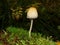 Vertical shot of a coprinopsis picacea mushroom in nature. Coprinopsis atramentaria