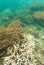 Vertical shot of coral reefs branching corals underwater of snorkeling Fitzroy island, Australia