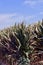 Vertical shot of a cornfield under the sunlight