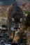 Vertical shot of a cougar looking towards the camera