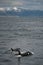 Vertical shot of a couple of orcas swimming in the ocean on the background of rocky mountains