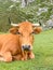 Vertical shot of a cow lying on the greenfields near Covadonga lake in  Asturias, Spain