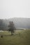 Vertical shot of cows in a foggy farmland