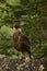 Vertical shot of a crested caracara bird in a forest