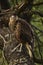 Vertical shot of a crested caracara bird in a forest