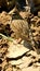 Vertical shot of a crested lark in a forest during the day