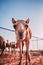 Vertical shot of a curious camel in a cage in the desert looking straight into the camera