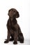 Vertical shot of a curious Chocolate Labrador puppy on white background