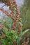 Vertical shot of curly dock flowering plant in a garden