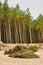 Vertical shot of cut tree twigs close by a forest on a beach in Mielenko, Poland