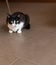 Vertical shot of a cute black and white cat on a tiled brown floor