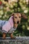 Vertical shot of a cute brown dwarf dachshund wearing a stylish pullover posing in a park