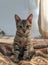 Vertical shot of a cute cat with blue eyes and patterns of a tiger