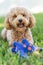 Vertical shot of a cute Cavapoo dog with a blue toy in a park