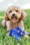 Vertical shot of a cute Cavapoo dog with a blue toy in a park