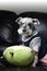 Vertical shot of a cute domestic Miniature Schnauzer with a pillow toy sitting on a sofa