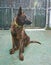 Vertical shot of a cute Dutch Shepherd Dog sitting near a fence