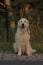 Vertical shot of a cute golden retriever sitting down with his tongue out of his mouth