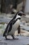 Vertical shot of a cute Humboldt penguin standing on the rock