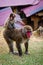 Vertical shot of a cute interaction between mother and child monkeys in the middle of a field