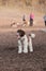 Vertical shot of a cute labradoodle puppy walking in a dog park