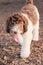 Vertical shot of a cute labradoodle puppy walking in a dog park