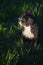 Vertical shot of a cute lapdog in a field