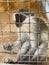 Vertical shot of a cute little vervet monkey in a cage in a blurred background