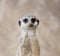 Vertical shot of a cute looking meerkat