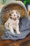 Vertical shot of a cute lovely Labradoodle puppy on a blanket in a straw basket outdoors